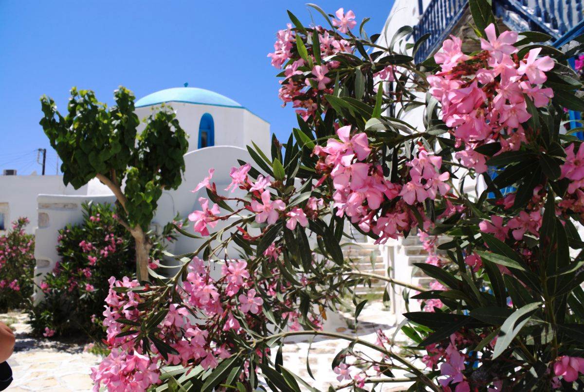 grcka ostrvo antiparos 06.jpg