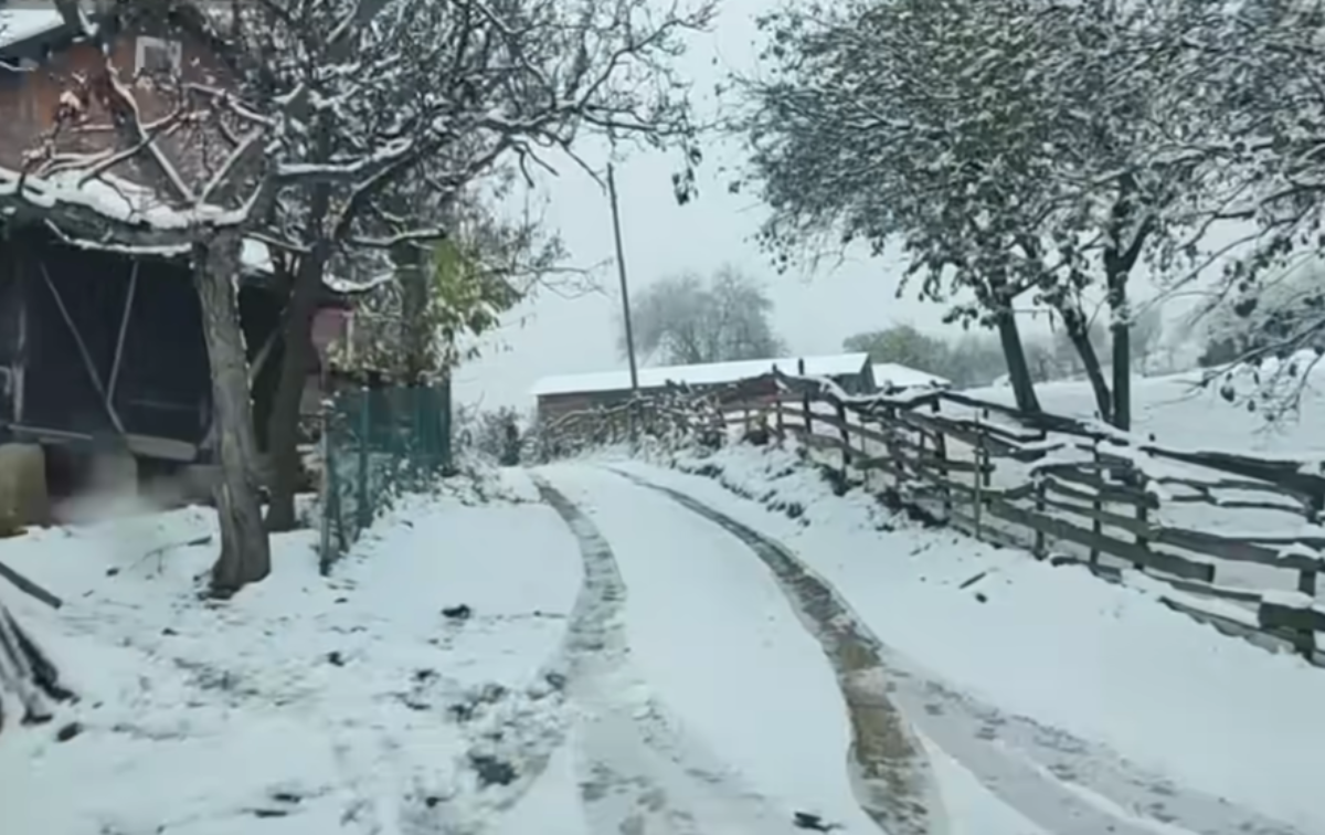 Klodijana Maraš, Golija