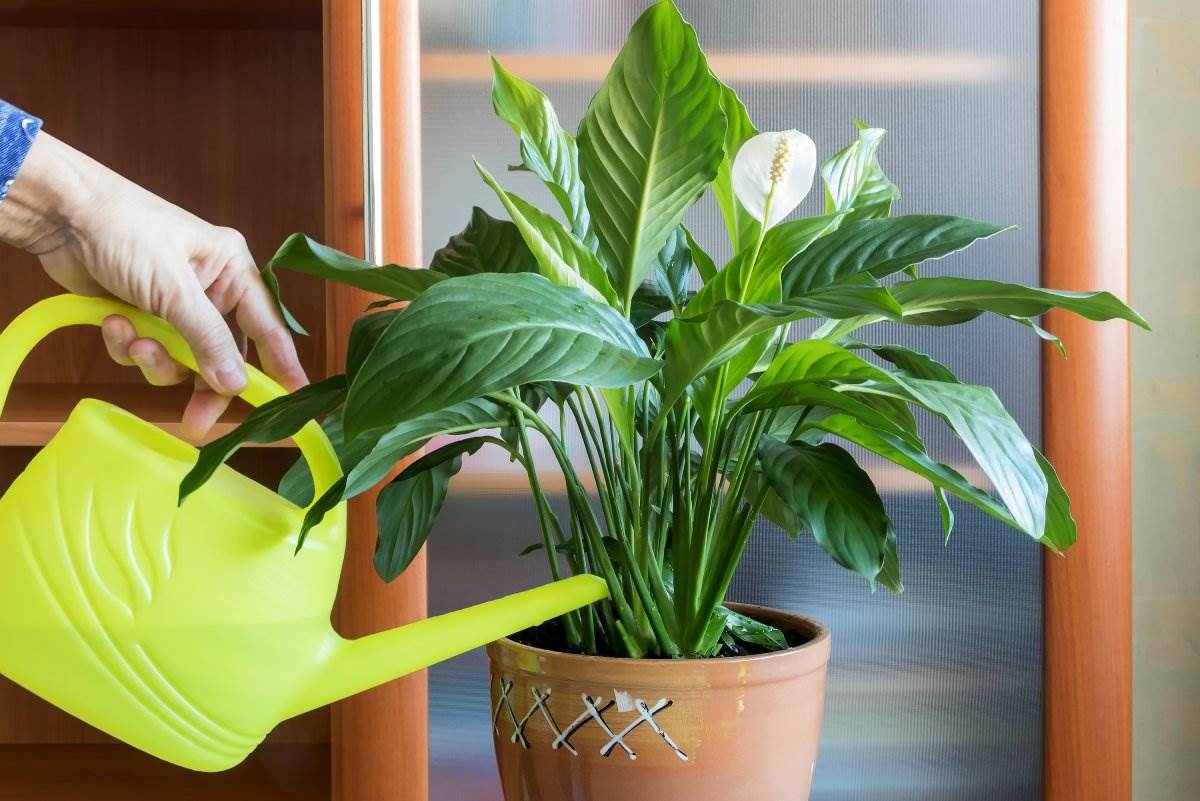 Spatifilum može da se sredi iako su listovi počeli da žute