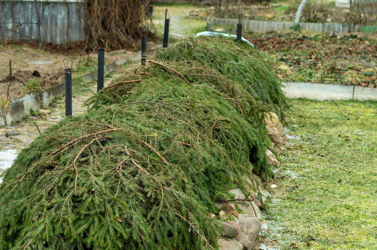 zastita ruza od zime.jpg