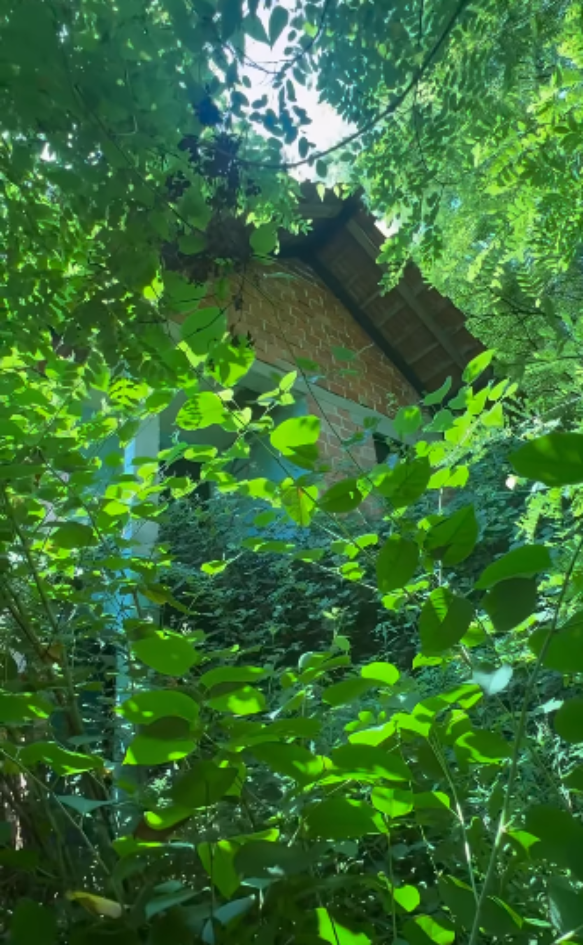 Amerikanac kupio kuću u šumi