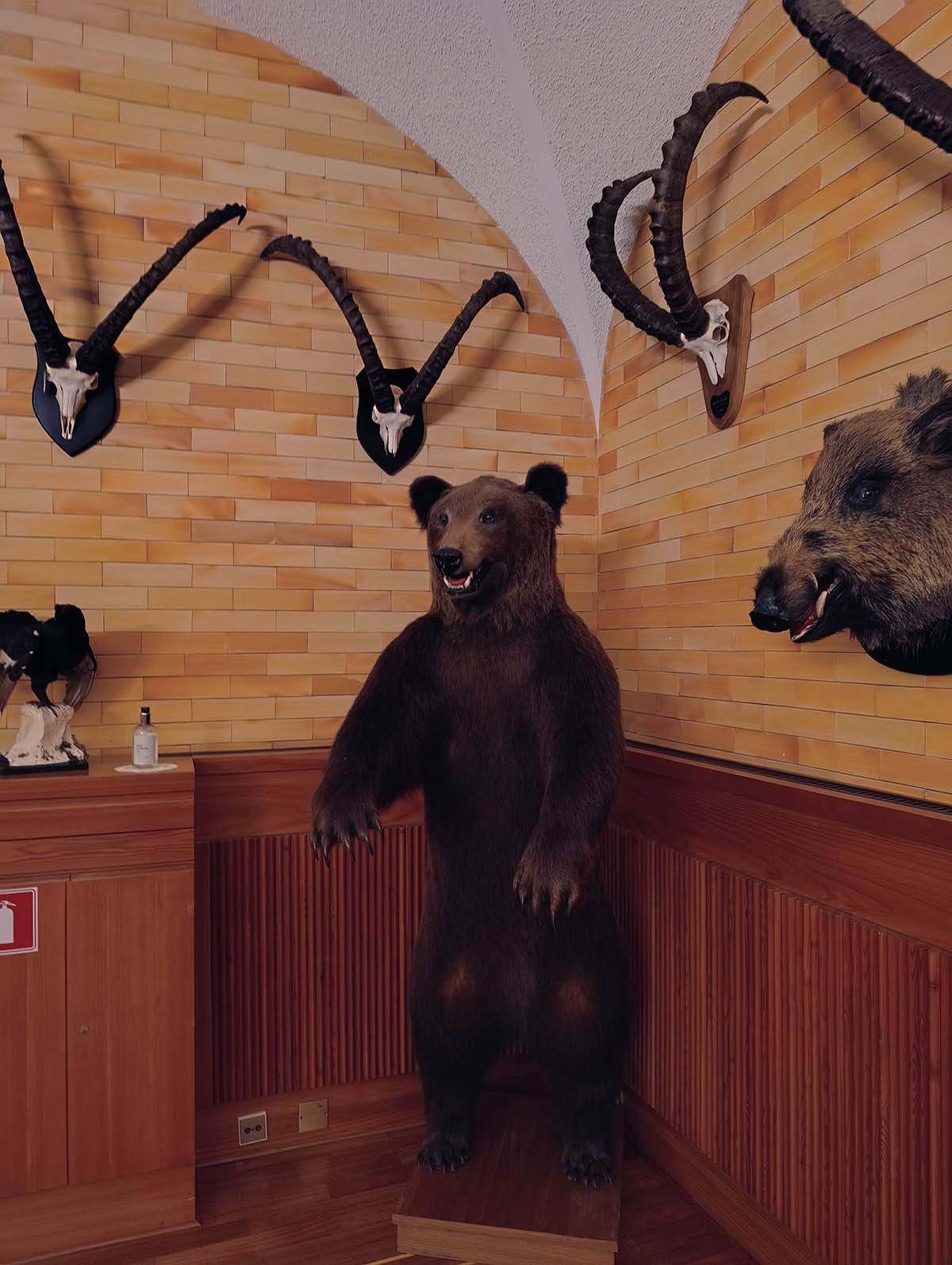 Preparirani medved u lovačkoj sobi rezidencije Brdo kod Kranja