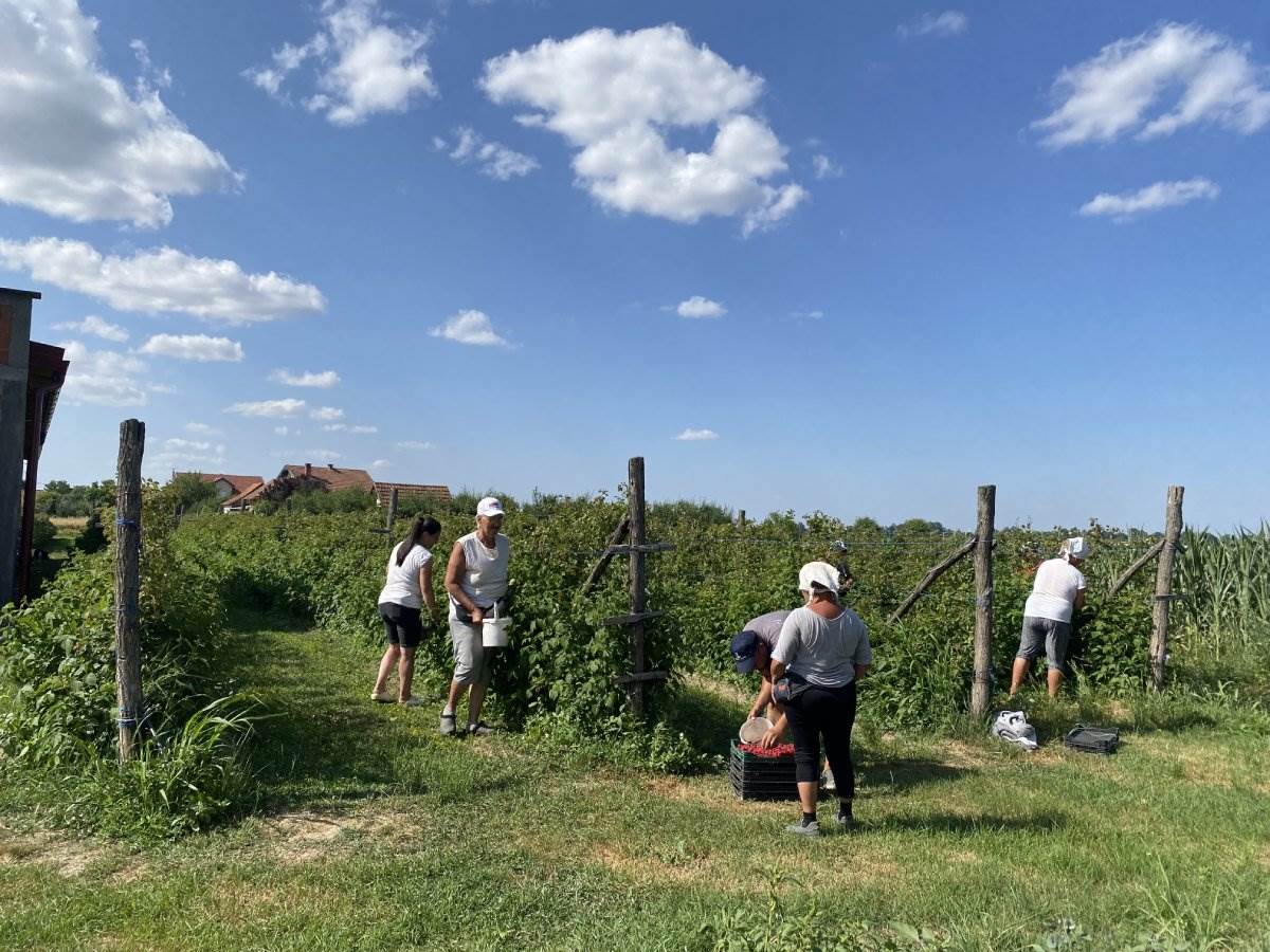 Dragica Lukić i proizvodi od maline