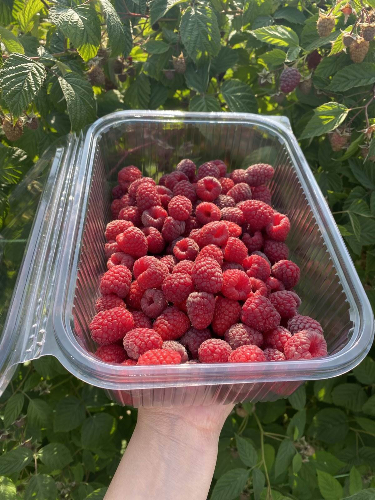 Dragica Lukić i proizvodi od maline