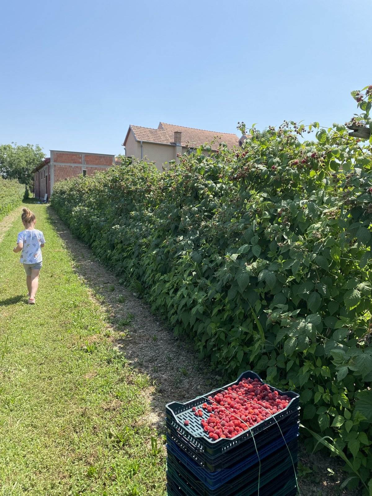 Dragica Lukić i proizvodi od maline
