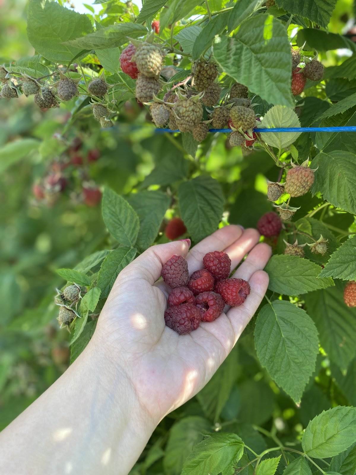 Dragica Lukić i proizvodi od maline