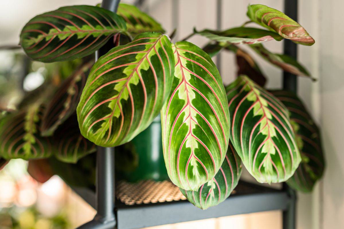 maranta 10.jpg