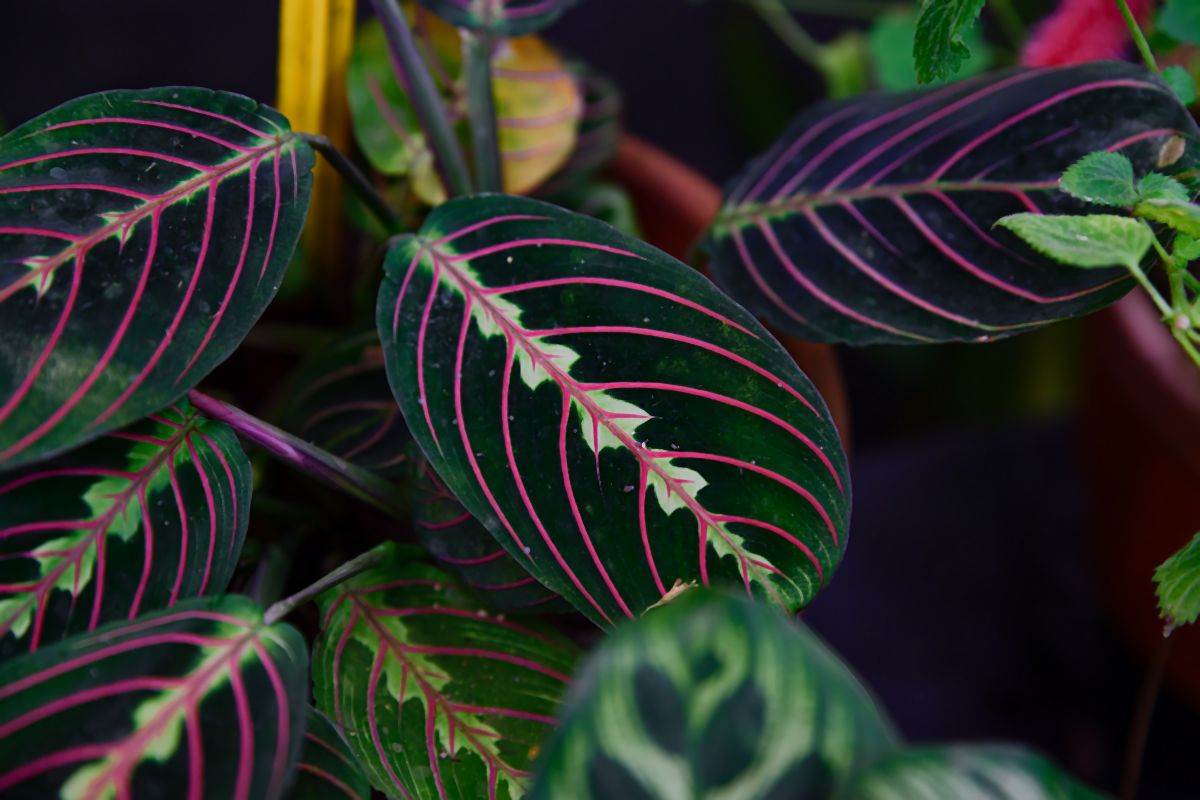 maranta 11.jpg