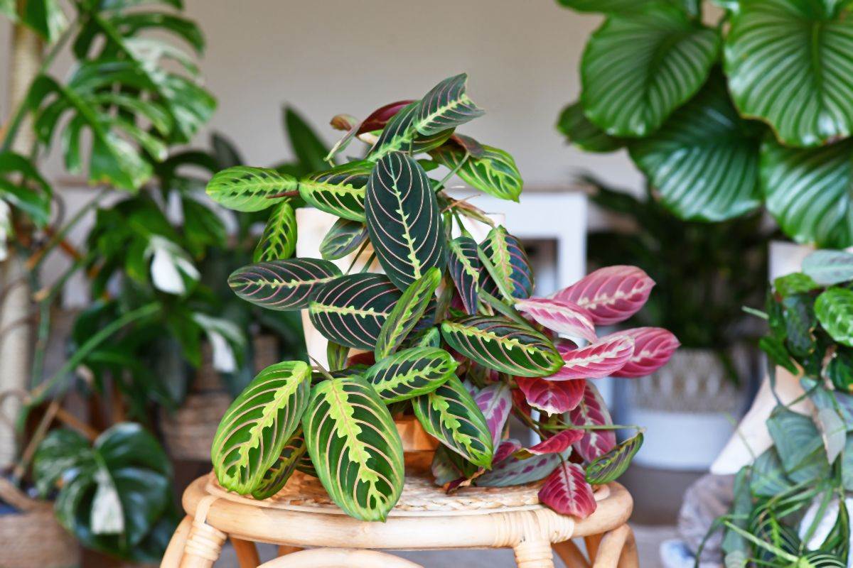 maranta 08.jpg