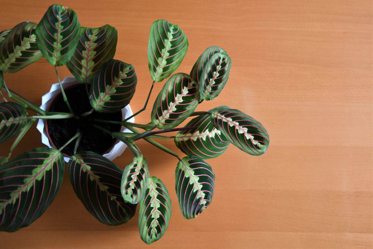maranta 03.jpg