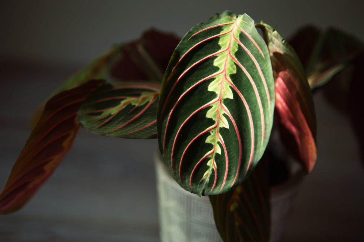 maranta 05.jpg