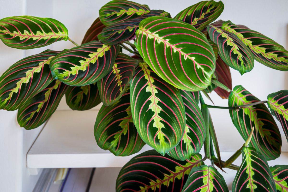 maranta 02.jpg