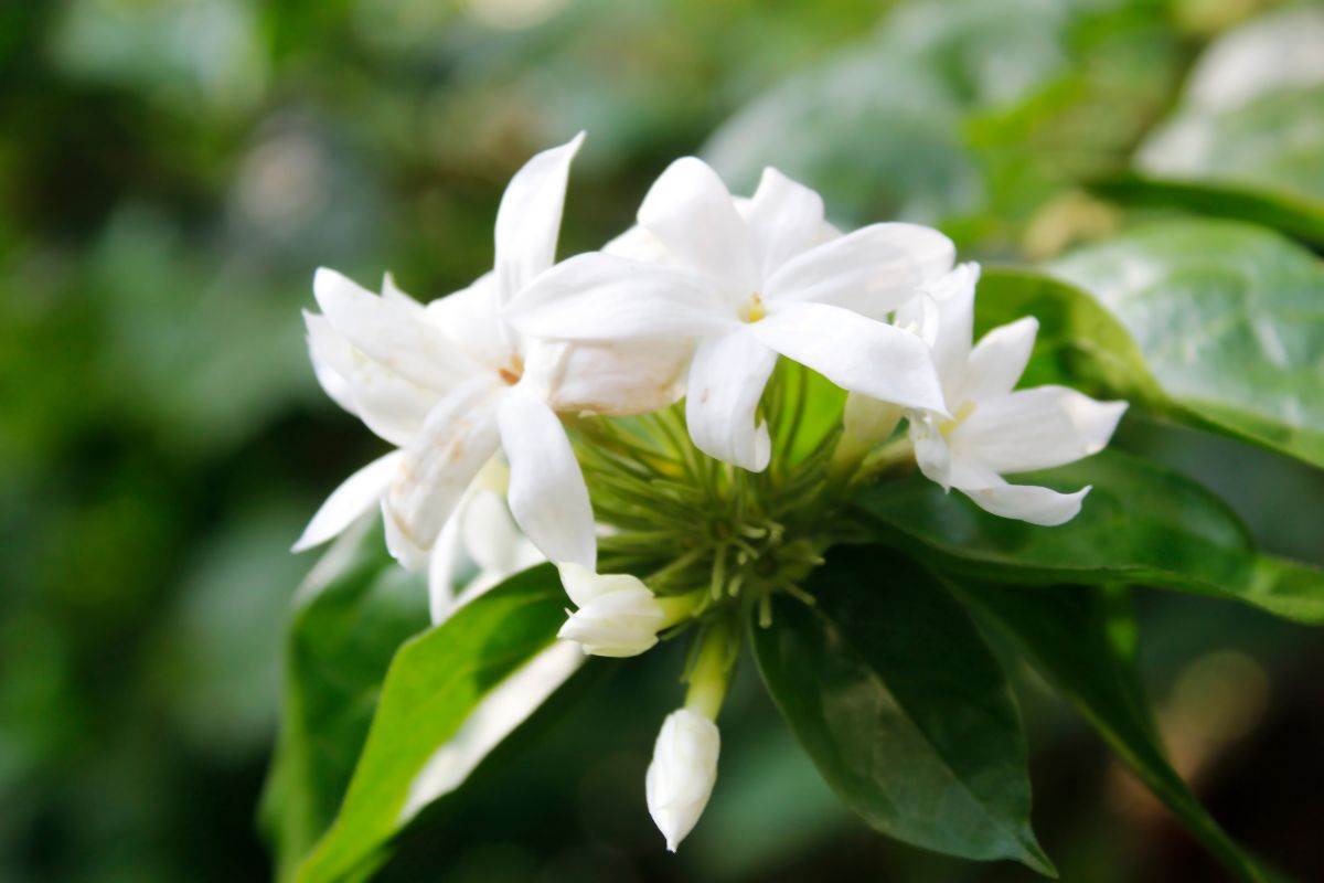puzavica jasmin 01.jpg