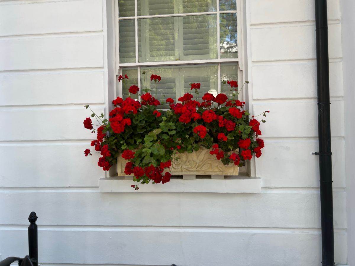 kako se gaje muškatle pelargonijum