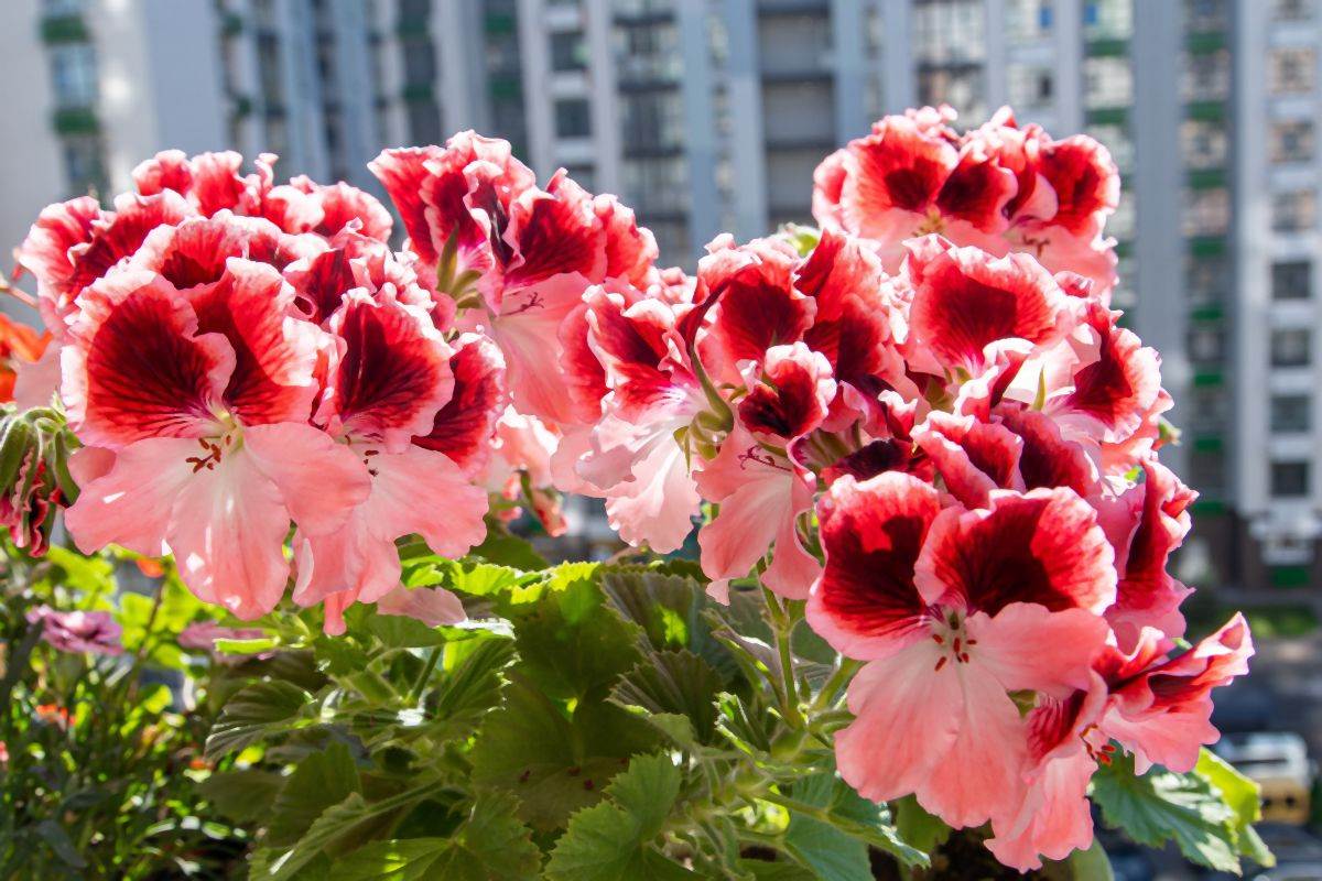 kako se gaje muskatle pelargonijum 08.jpg