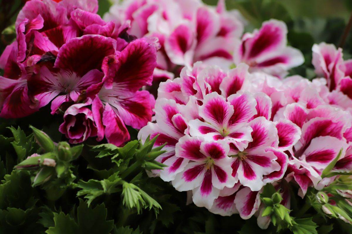 kako se gaje muskatle pelargonijum 09.jpg