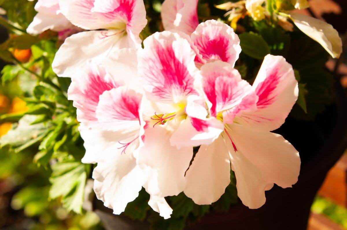 kako se gaje muskatle pelargonijum 10.jpg