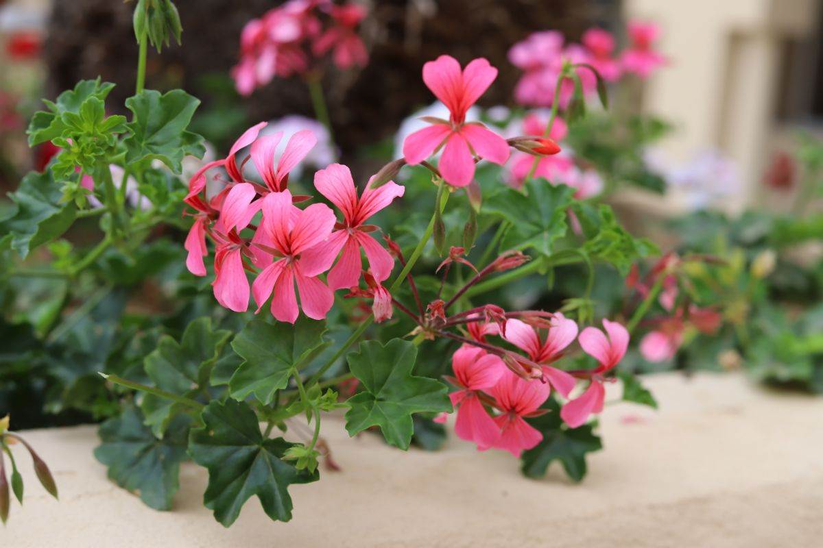 kako se gaje muskatle pelargonijum 06.jpg