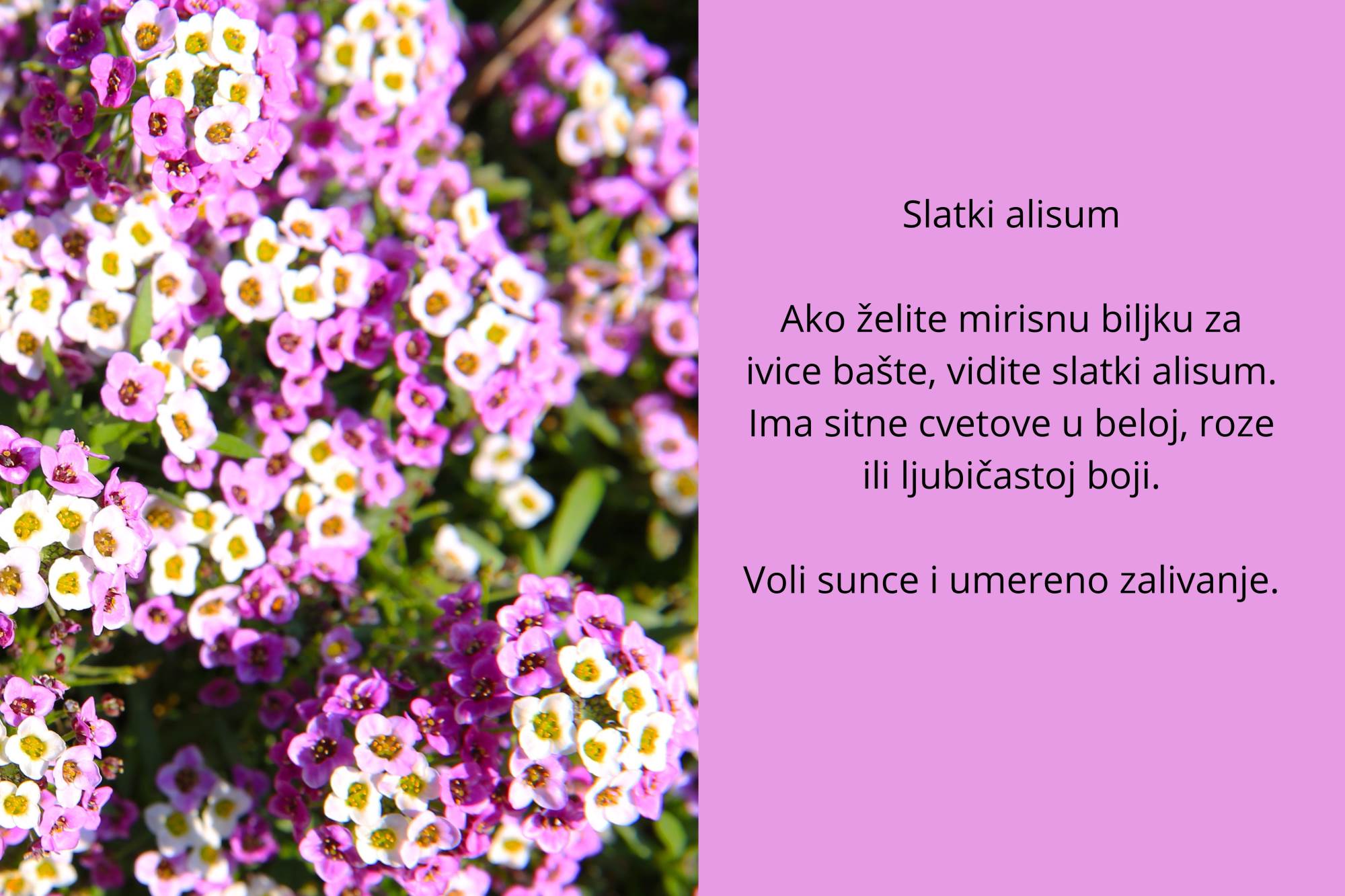sitno cveće (7).jpg