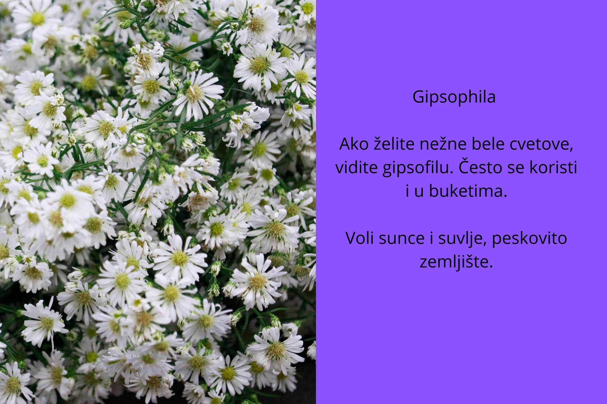 sitno cveće (6).jpg