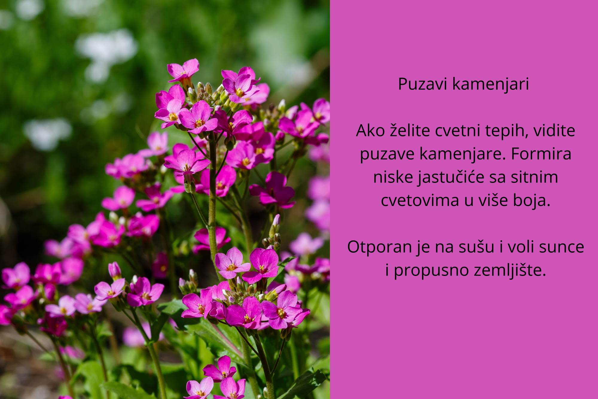 sitno cveće (4).jpg