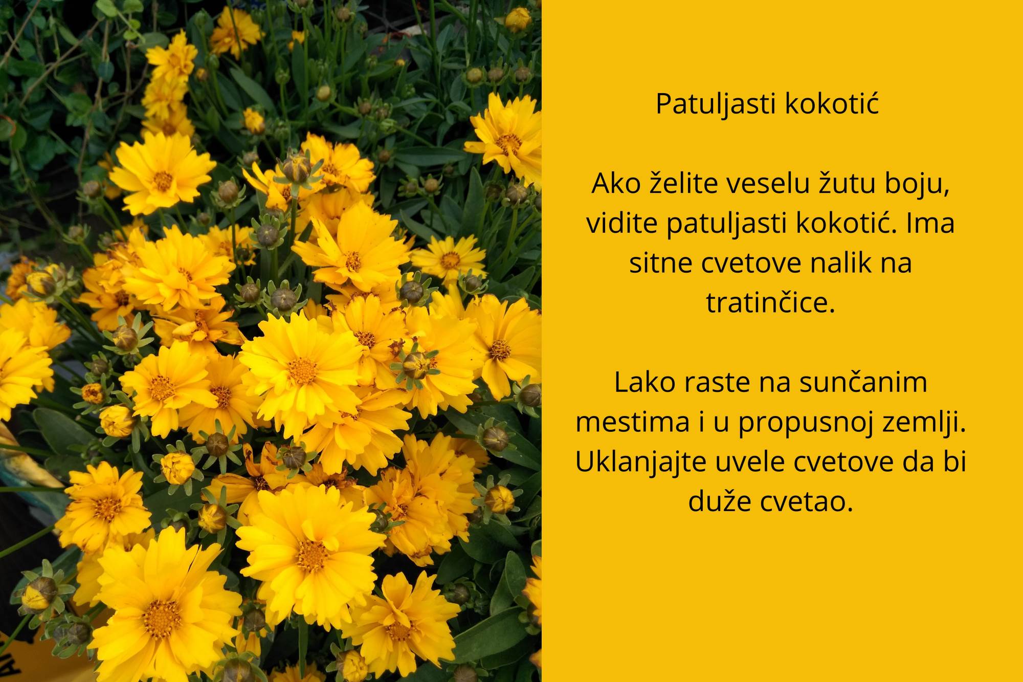 sitno cveće (3).jpg