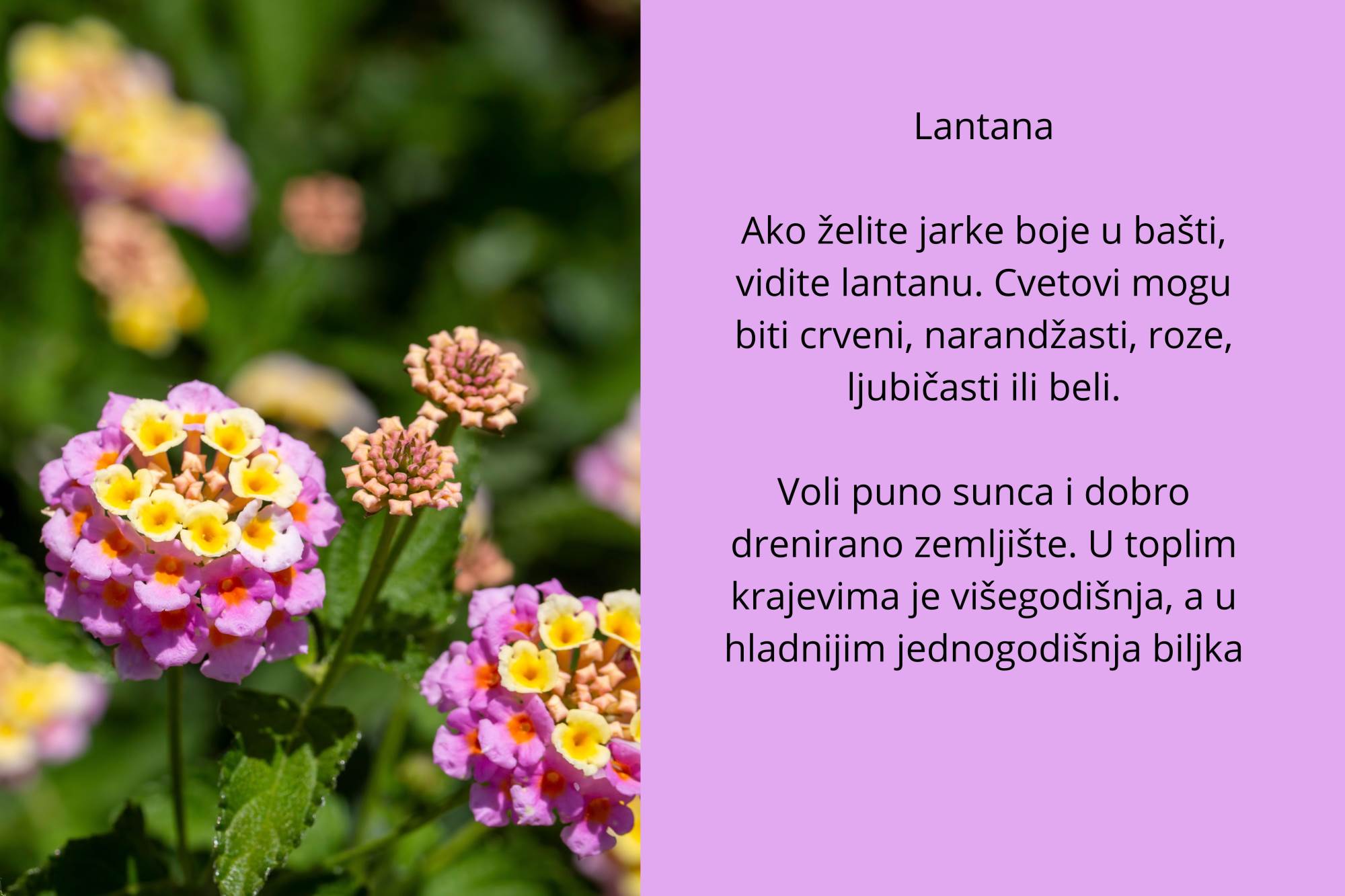 sitno cveće (2).jpg