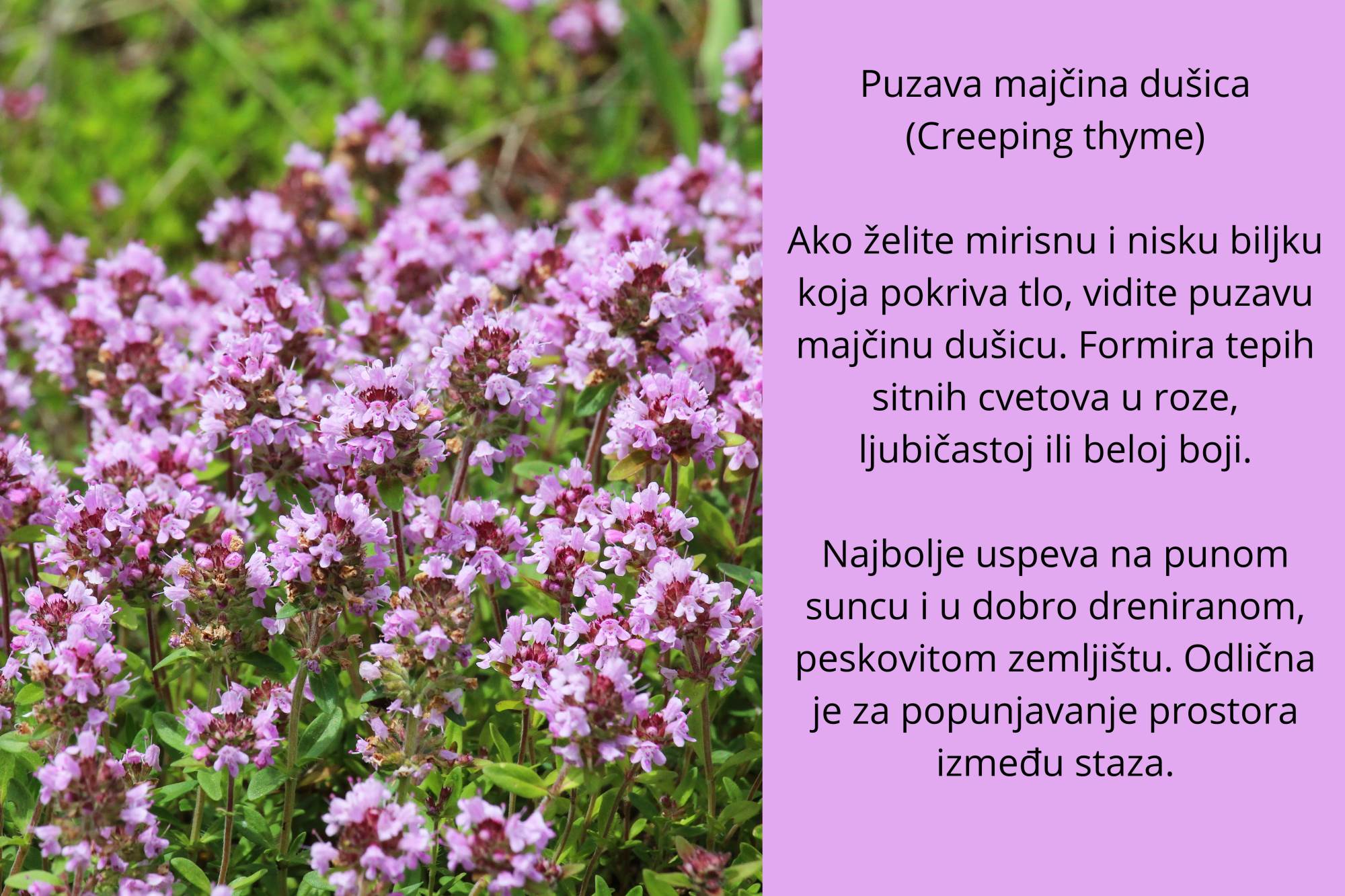 sitno cveće.jpg