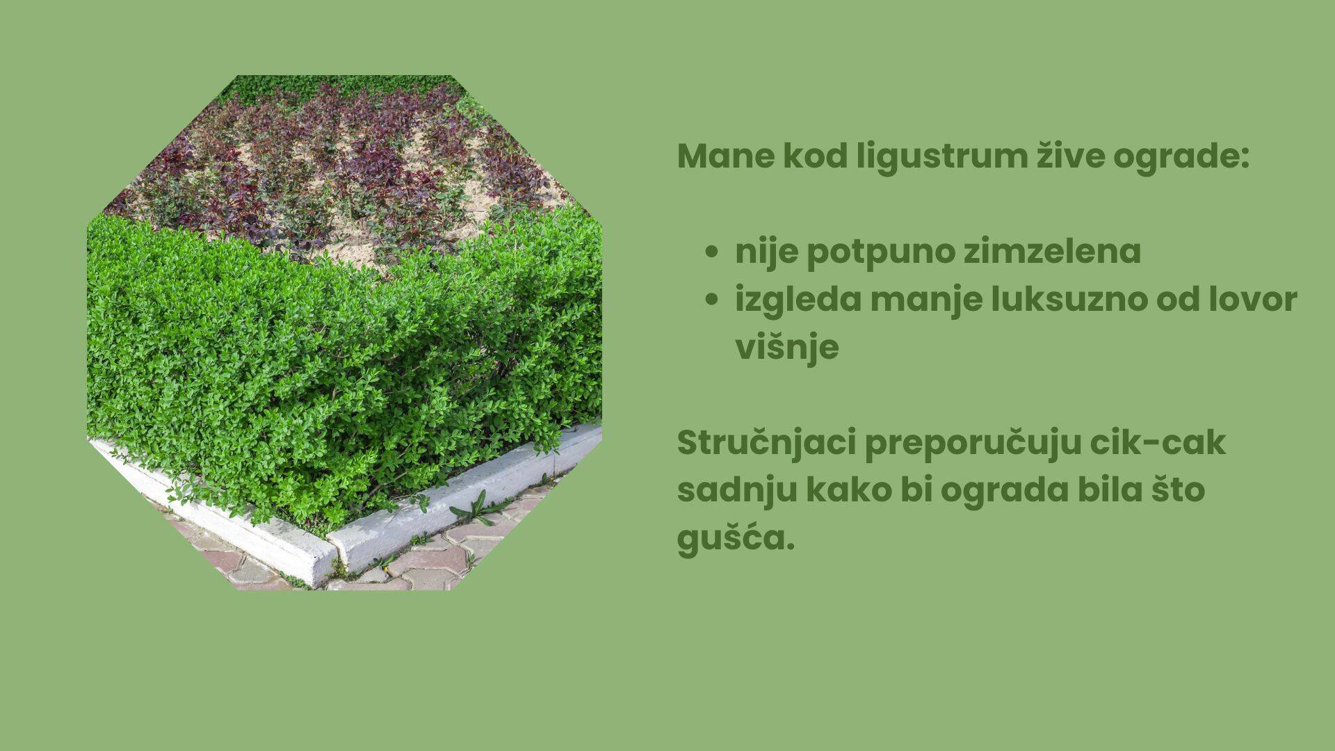 Dodajte malo glavnog teksta (8).jpg