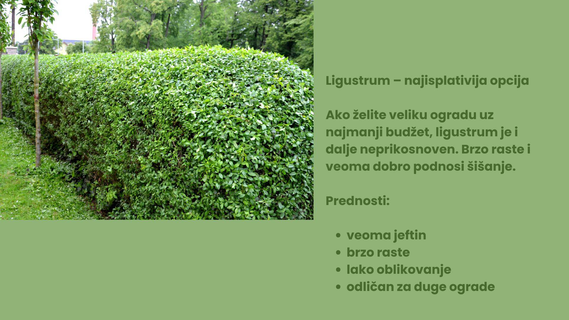 Dodajte malo glavnog teksta (7).jpg
