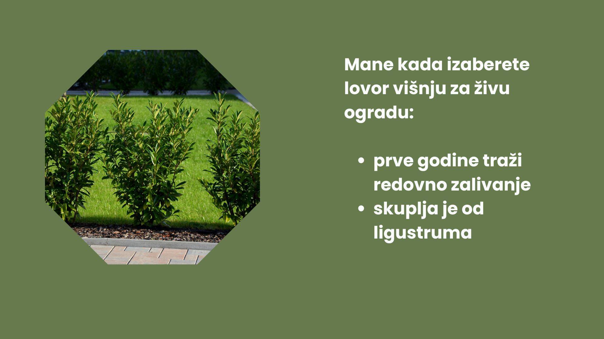 živa ograda (1).jpg