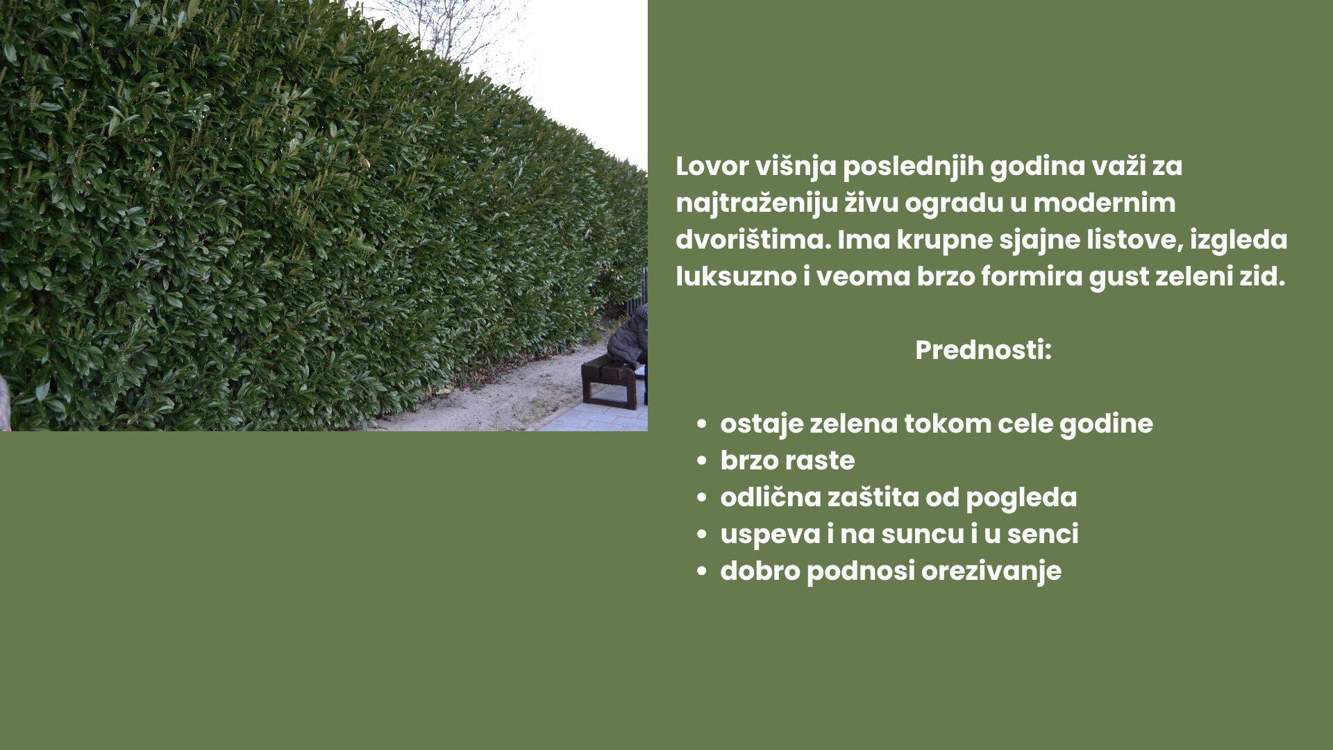 živa ograda.jpg