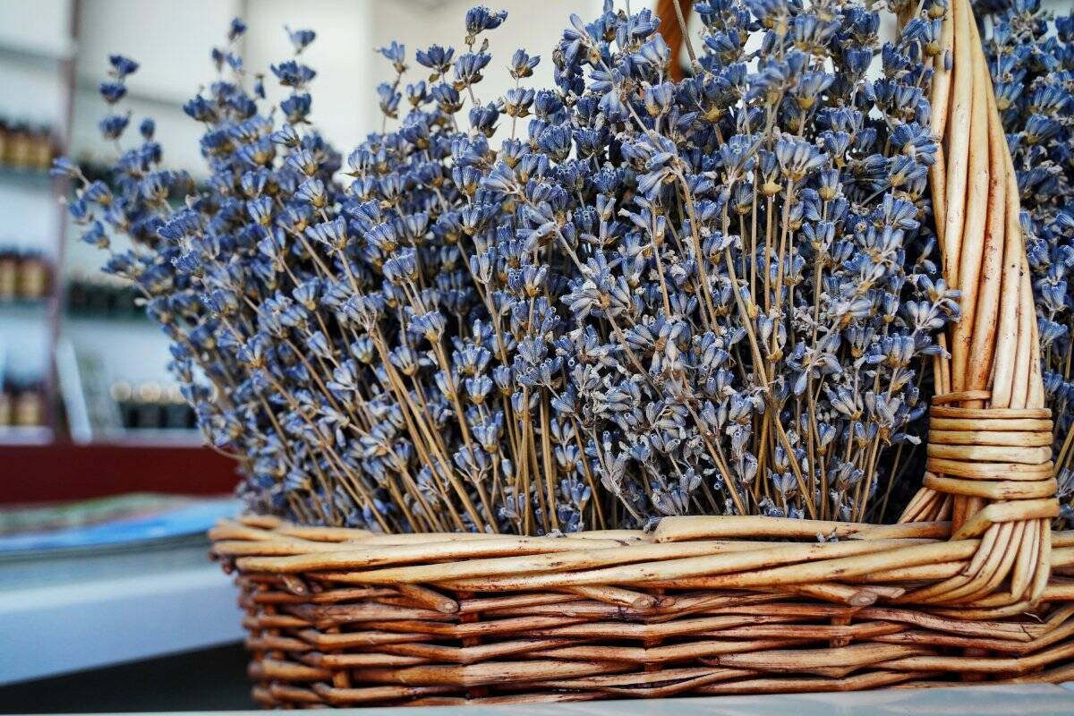 Lavanda