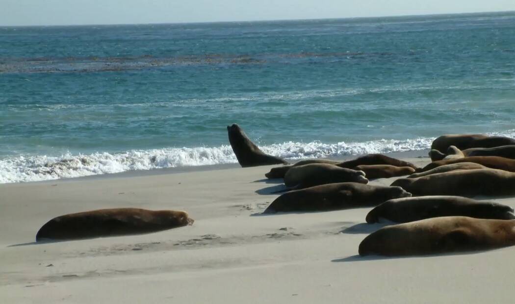 2026-07-10 08_15_42-See the _Island of the Blue Dolphins_ - San Nicolas Island, CA - YouTube.jpg