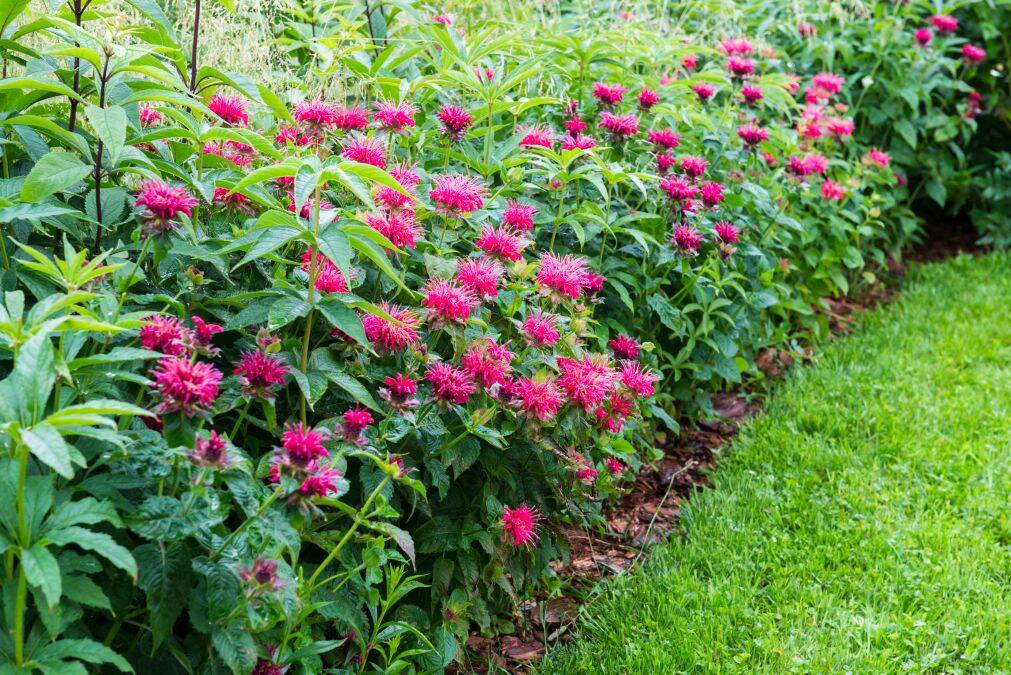 monarda0001.jpg