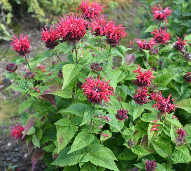 monarda0002.jpg
