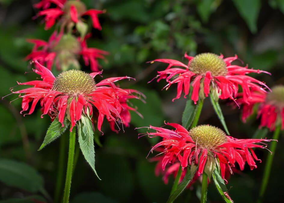 monarda0003.jpg