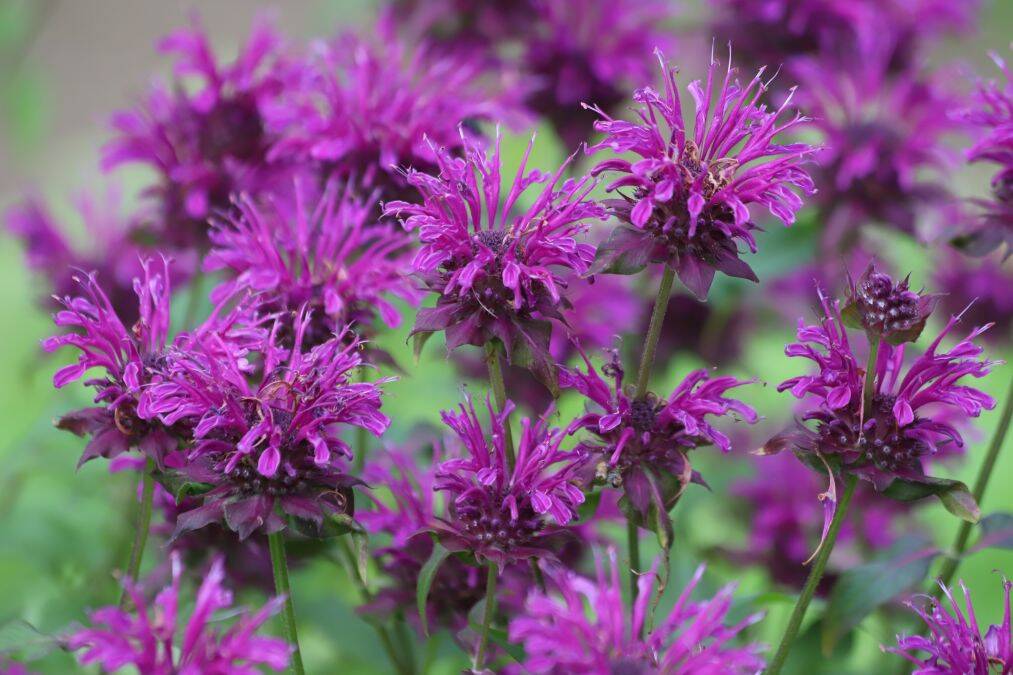 monarda0005.jpg