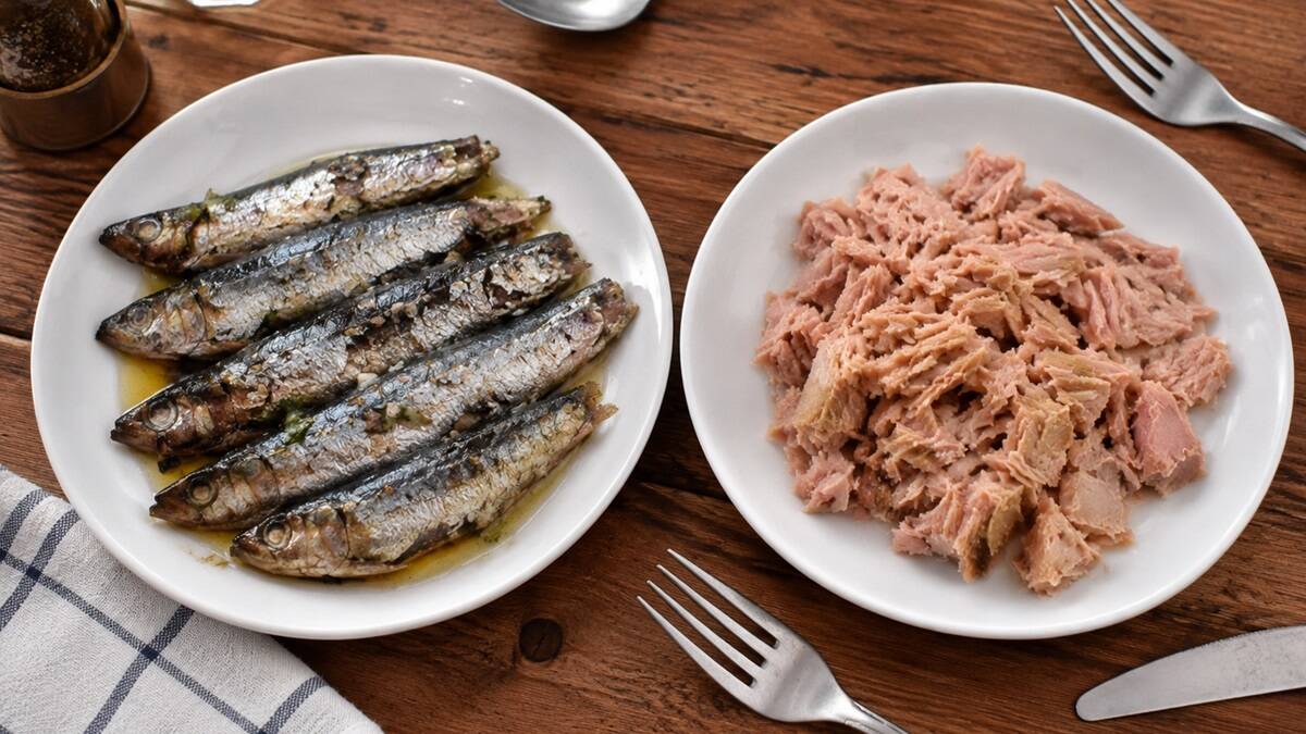 sardina_i_tunjevina.jpg