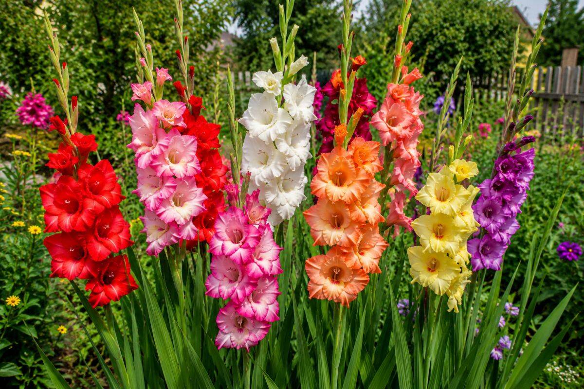 gladiole (2).jpg