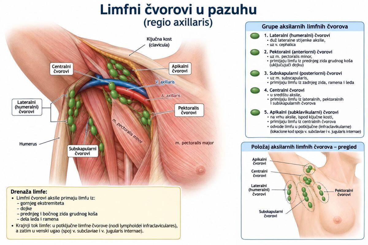 limfni čvorovi u pazuhu.jpg