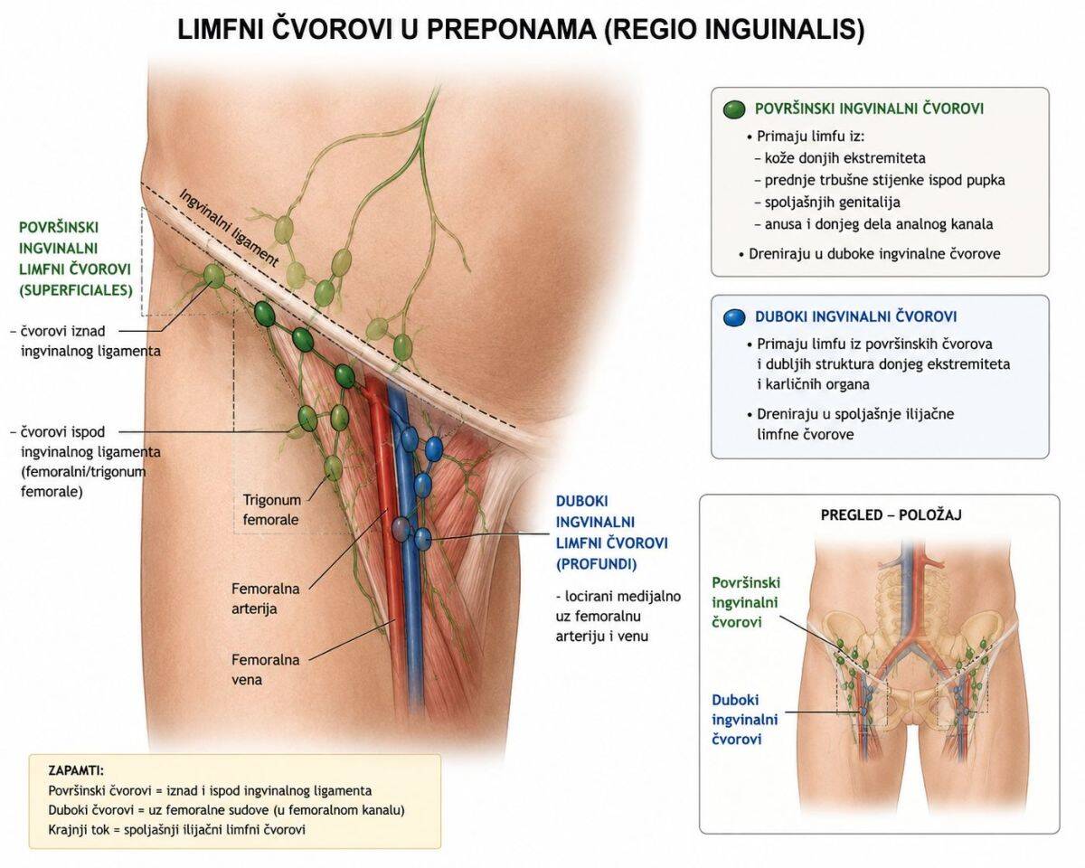 limfni čvorovi u preponama.jpg