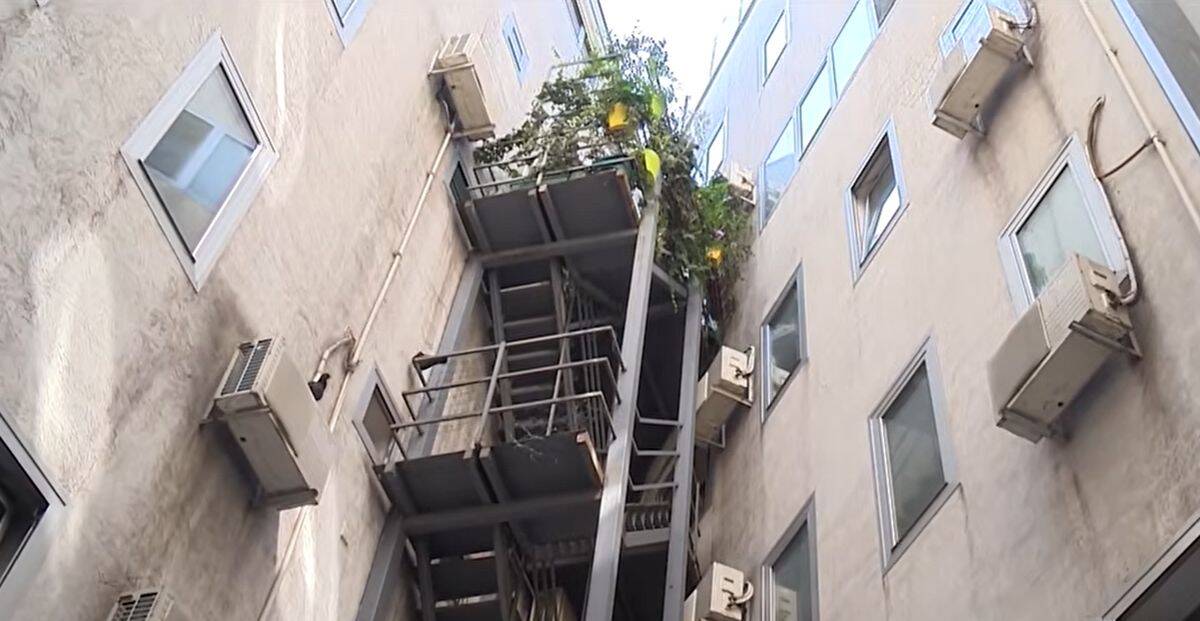 ozelenjavanje_stambene_zgrade06.jpg