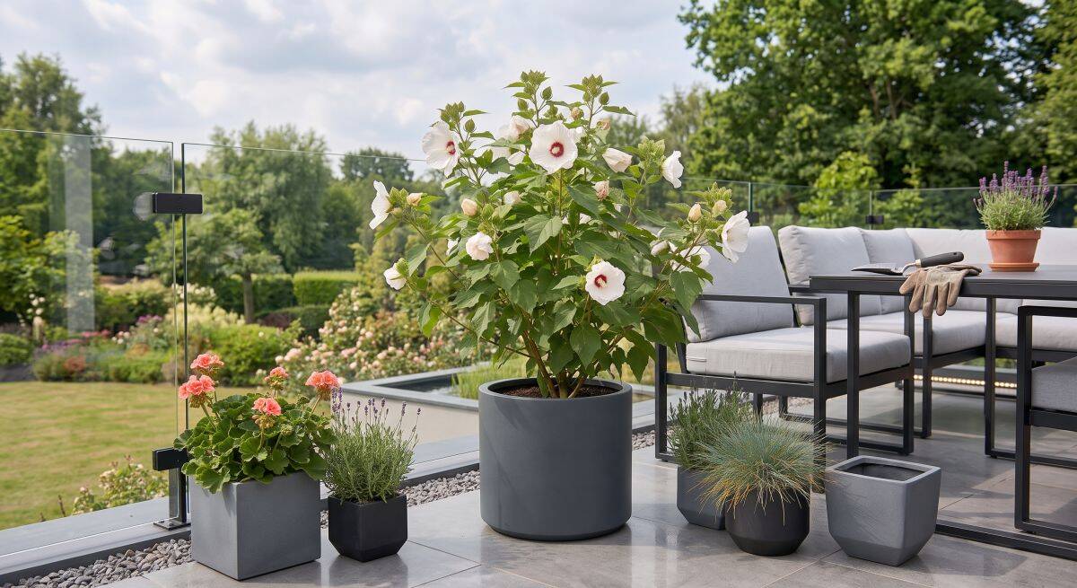 hibiskus001.jpg