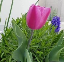 dvoriste kuca biljane secivanovic-min.jpg