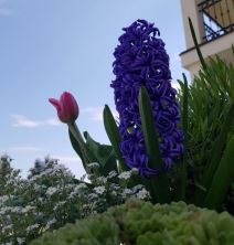 dvoriste kuca biljane secivanovic 2-min.jpg