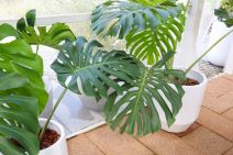 filodendron monstera 5 sobne biljke.jpg