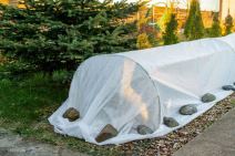 zastita ruza od zime 5.jpg