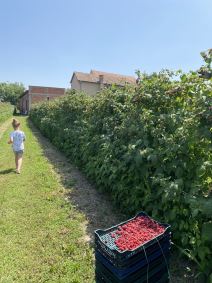 Dragica Lukić i proizvodi od maline