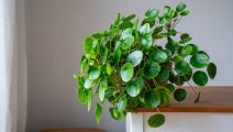 Pilea sobna biljka